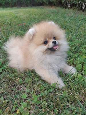 Zwergspitz pomeranian 