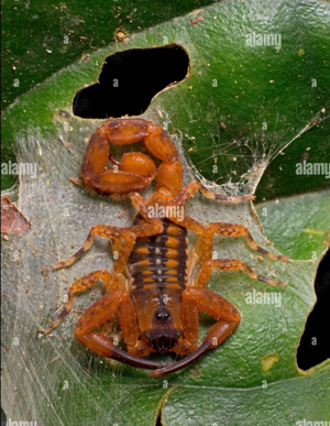 Suche (Tityus cerroazul) Skorpion 