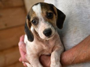 Carlino sucht sein Zuhause (noch auf Sardinien)