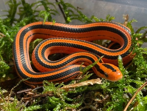  Bambusnatter (Oreocryptophis p. Coxi)