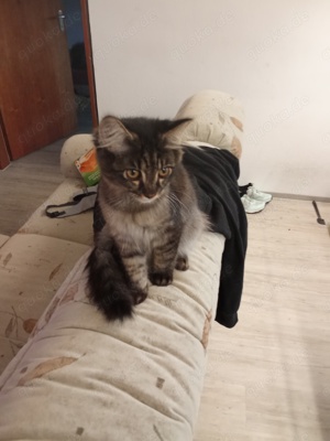 4 Monate alter Maine coon kater