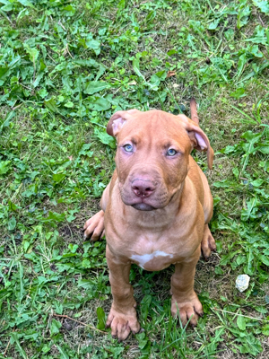 American Bully Mix Welpen