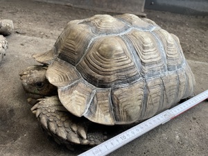  Spornschildkröte (sulcata)