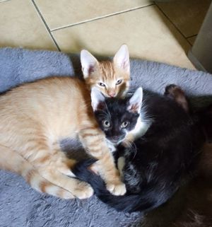 Katzenbabys, Babykatzen, Kitten, Kätzchen 14 Wo. alt, EKH Mix 