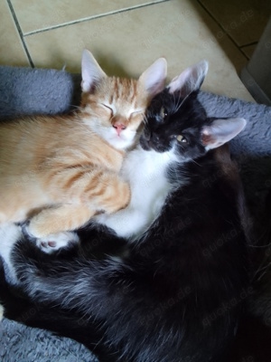 Katzenbabys, Babykatzen, Kitten, Kätzchen 14 Wo. alt, EKH Mix 