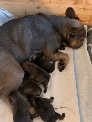 Französische Bulldogge Deckrüde Bild 8