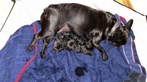 Französische Bulldogge Deckrüde Bild 7