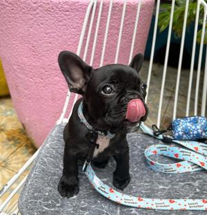 Cachorros de bulldog francés sanos a la venta