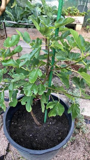 Feigenbaum aus der pfalz pflanzen setzlinge sehr süße fruchte