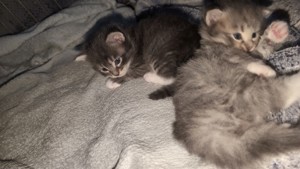 Main Coon kitten