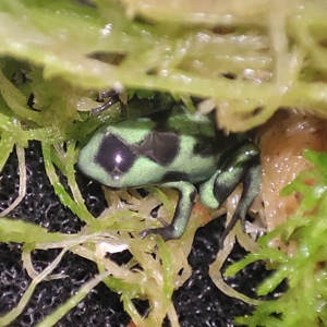 Dendrobates Auratus Karibik DNZ  Frösche   Amphibien Dendrobaten Ranitomeya Nürnberg Hamm Bamberg 