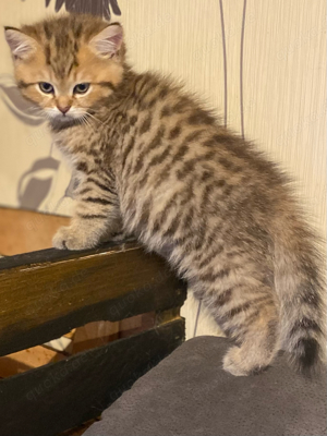 BKH black golden tabby Kater