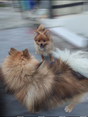 Pomeranian Zwergspitz Welpe mit Zubehör 