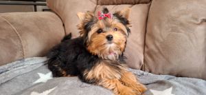 Yorkshire terrier welpe weiblich 