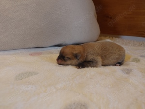 WELPE Pomeranian Zwergspitz, reinrassige Hündin creme sable