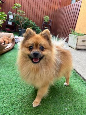 Paco 1,5-jähriger Pomeranian sucht kuschelige Familie