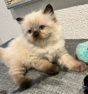 Ragdoll Katzenbabys