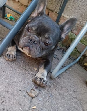 Französische bulldogge 