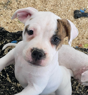 OEB Old English Bulldog Welpen