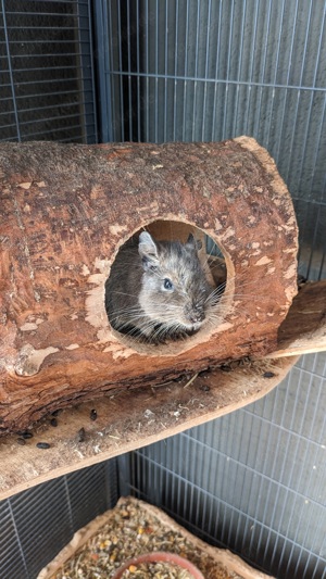 2 Degus zu verschenken 