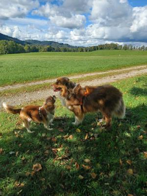 Loui 8-jähriger Cavalier King Charles Rüde sucht ein neues Zuhause