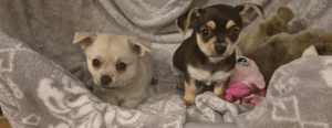 schöne Chihuahua Welpen suchen liebevolles Zuhause 