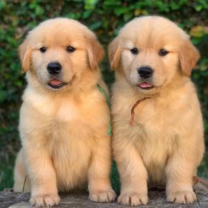 Golden Retriever Welpen