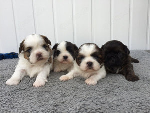 Schöne Shih Tzu-Welpen