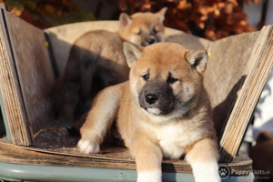 Shiba Inu-Welpen