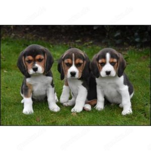 Beagle-Welpen, sozial domestiziert