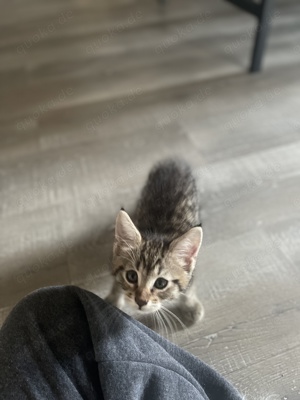 Wunderschöne Main coon mix kitten suchen liebevolles Zuhause 