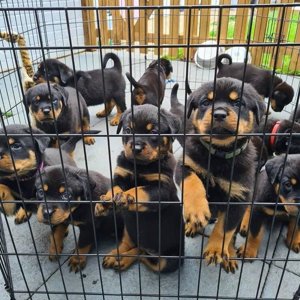 Rottweiler-Welpen mit Stammbaum