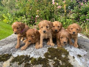 Cockapoo-Welpen, Wurf aus Rüden und Hündinnen.