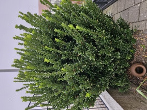 Buchsbaum Evergreen