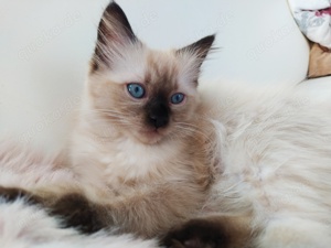 Ragdoll Persien mix Kitten