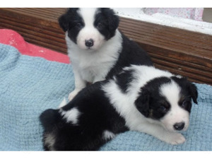 Schöner Border Collie