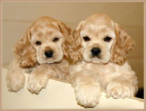 Cocker Spaniel puppies