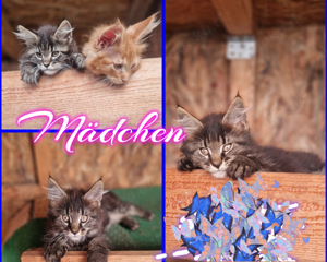 6 wunderschöne reinrassige Main Coon's Kitten 