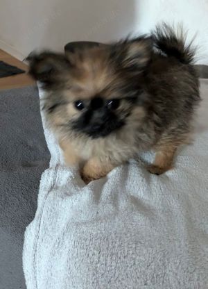 Mischling pomchi welben 