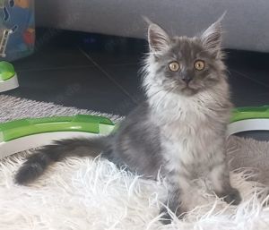 4 wunderschöne Maine Coon Kitten dürfen ab sofort umziehen :-)