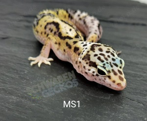 Leopardgecko Mack Snow