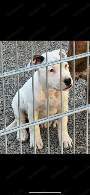 American Bully Mix Welpen abgabebereit 