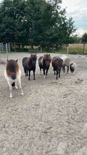 Minishetty geritten und gefahren