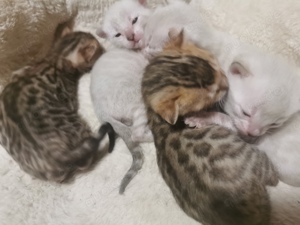 Bengal kitten snow und brown