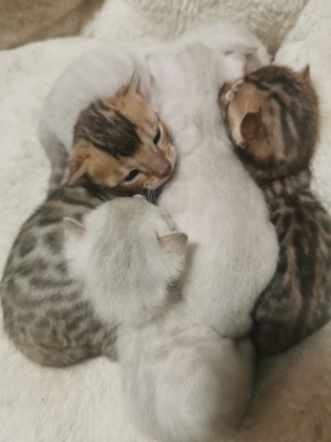 Bengal kitten snow und brown