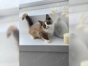 Ragdoll  seal Mink bicolor  selten Kitten