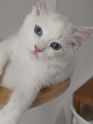 Ragdoll-kitten von reinrassigen Eltern