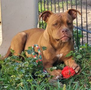 *Abgabebereit* Traumhafte OEB Old English Bulldog Hündin Welpe mit Ahnentafel!!!