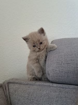 Bkh kitten Babykatzen 