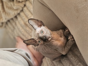 Sphynx Kitten Weibchen 